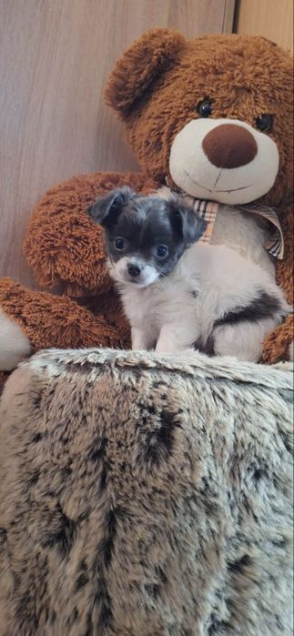 Długowłosy szczeniak chihuahua ELVIS