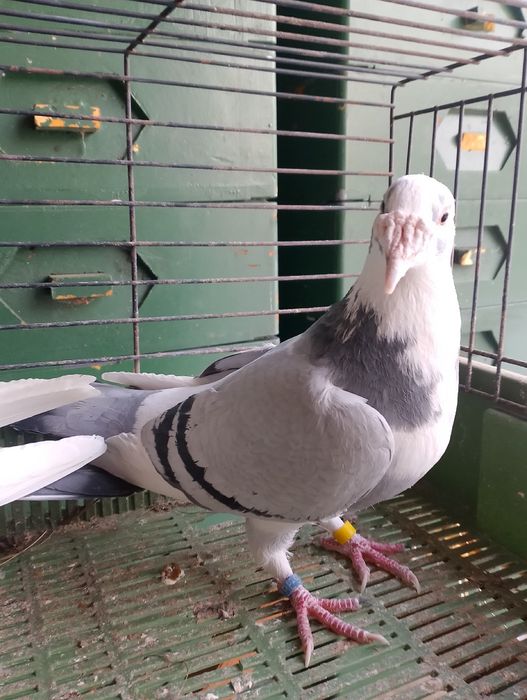 Sprzedam gołębie staropolskie para parzysta