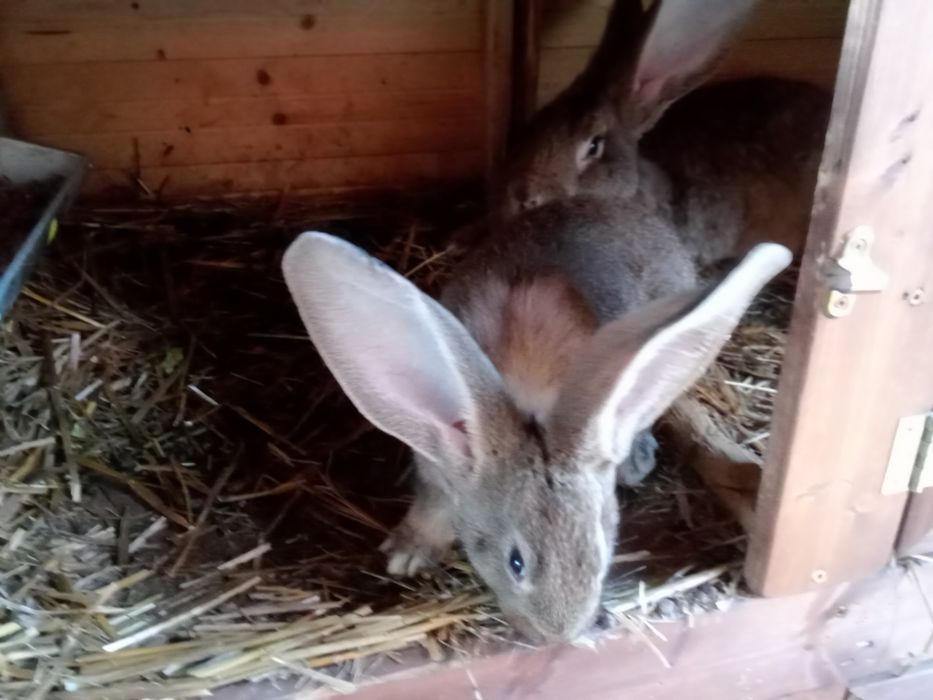 Króliki Olbrzym Belgijski