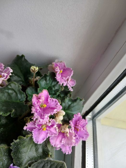 Пропуную молоді фіалки