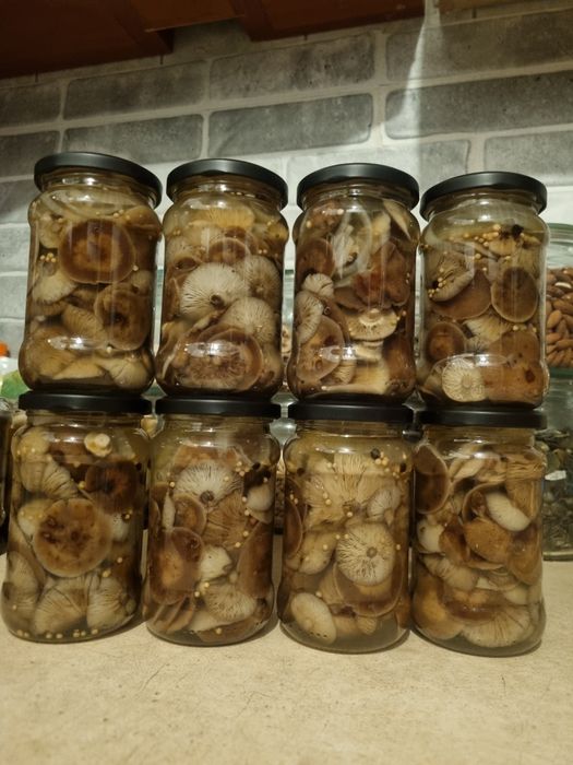 Grzyby suszone I marynowane w zalewie