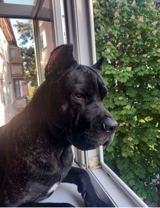 Вязка Кане Корсо