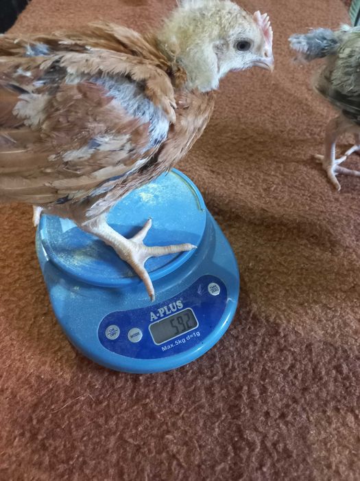 Редбро Голошийка Мастер Грей