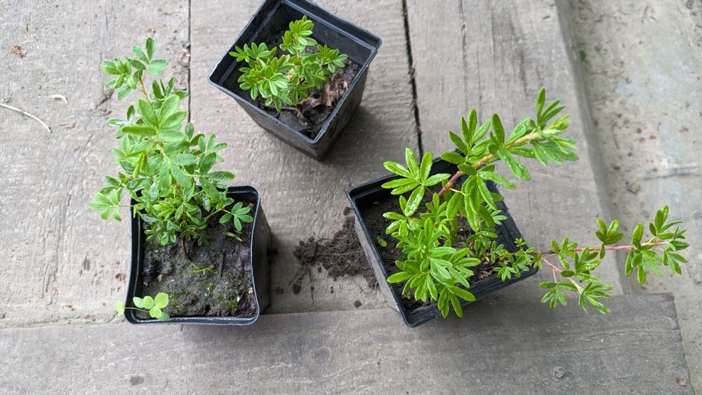 Лапчатка,набір з трьох різних