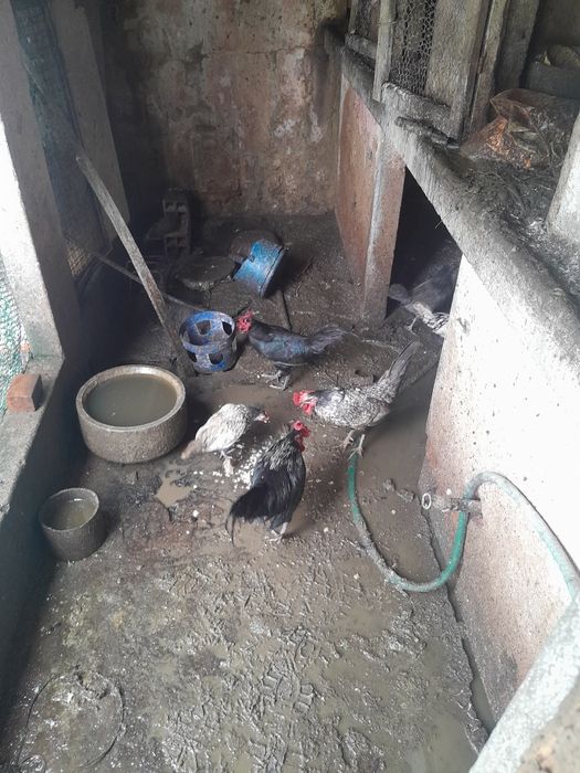 Granizes galo da Índia