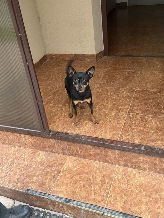 2 letni pinczer miniaturowy reproduktor