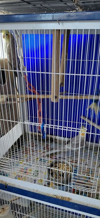 Casal de caturras  canela