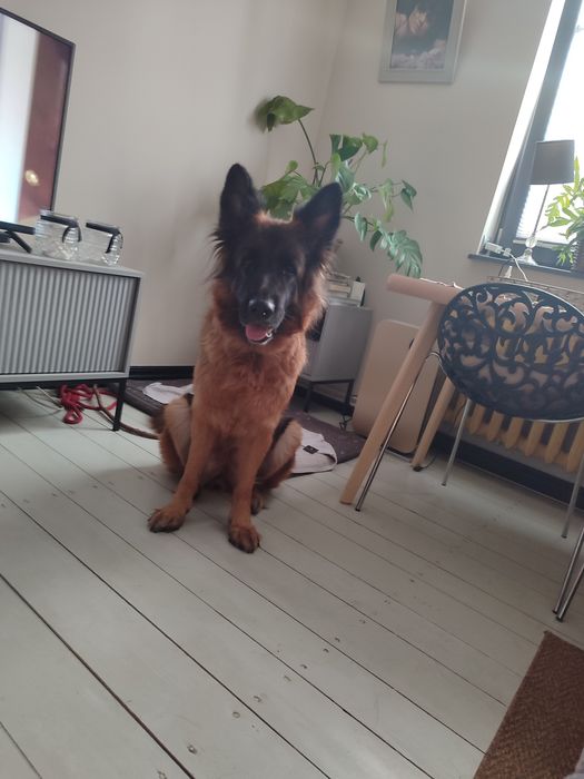 Domowy hotel dla psów