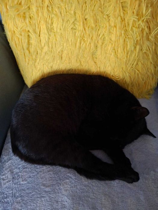 Oddam koty w dobre ręce