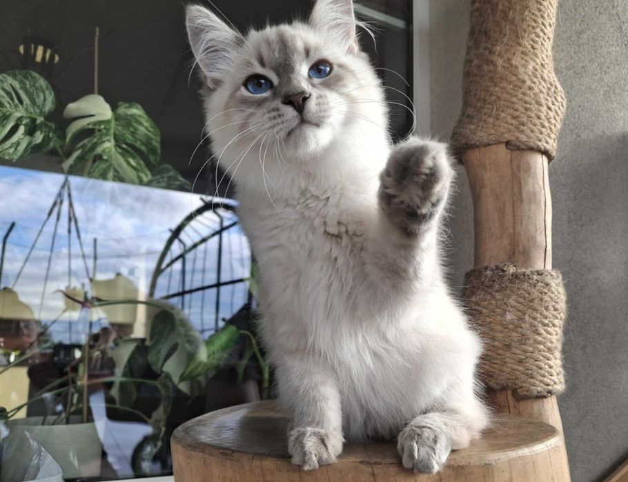 Twoje Marzenie o Kocie – Neva Masquerade z Hodowli Kocia Osada*PL