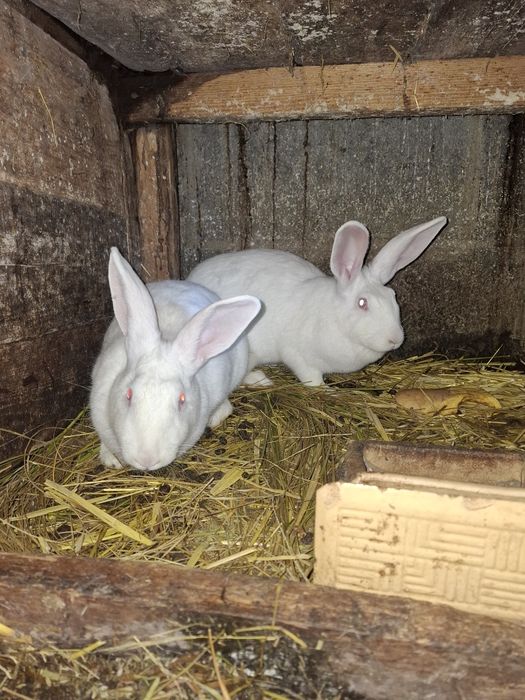 Królik biały mięsny