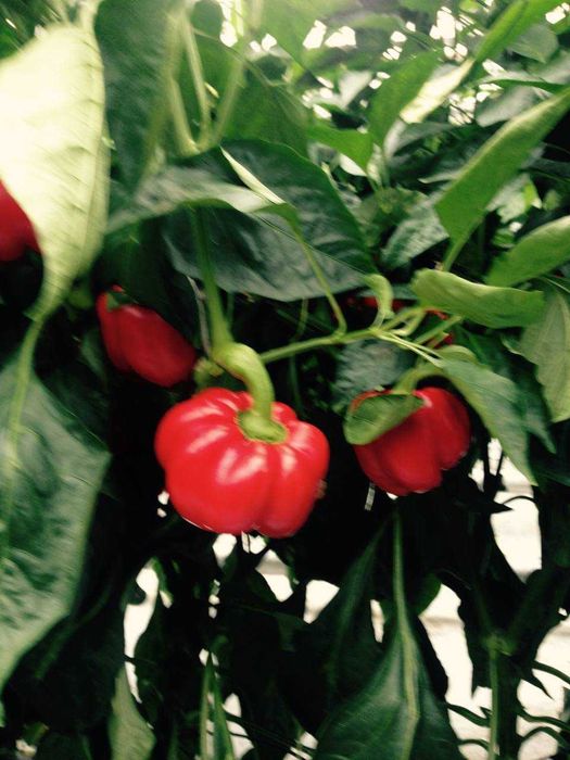 Продам Тепличний Комбінат в Івано-Франківській області