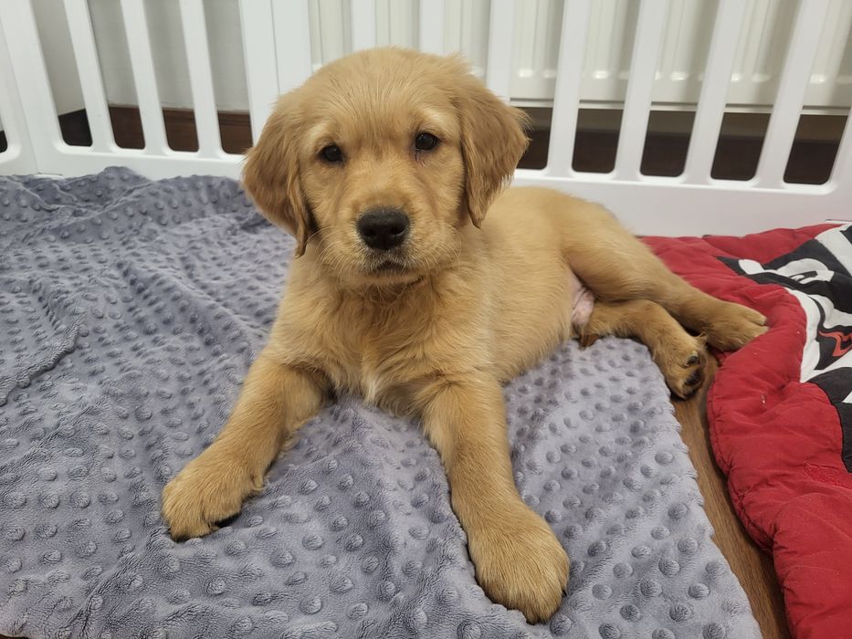 Samiec Golden Retriever ciemnozłoty gotowy do zmiany domu