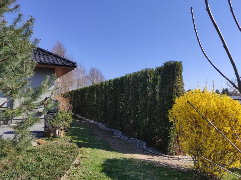 Wycinka i przycinanie  drzew-tui- krzewów, koszenie, równanie terenu