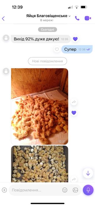 Інкубаційні яйця перепілок. Яйця на інкубацію. перепела техас