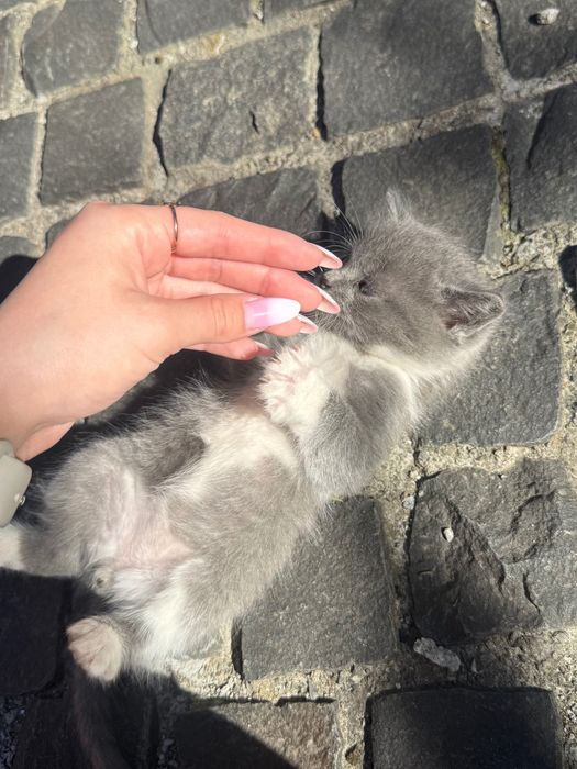 Кошенята