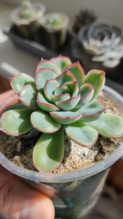Красула рупестріс (наскальна) , Crassula rupestris сукулент