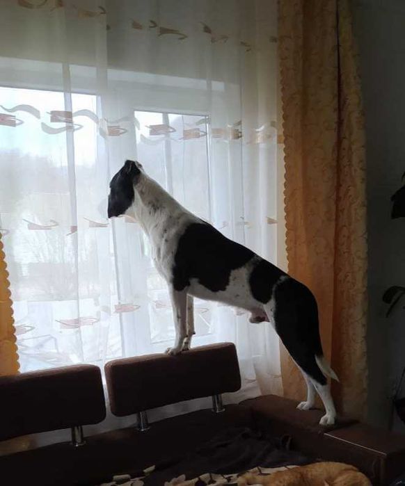 Підбуль для в'язки !!!