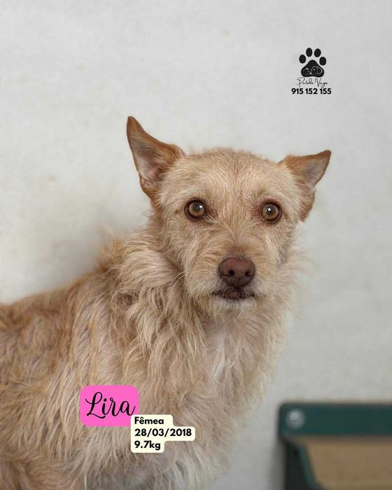 Cadela para adoçao (Lira)