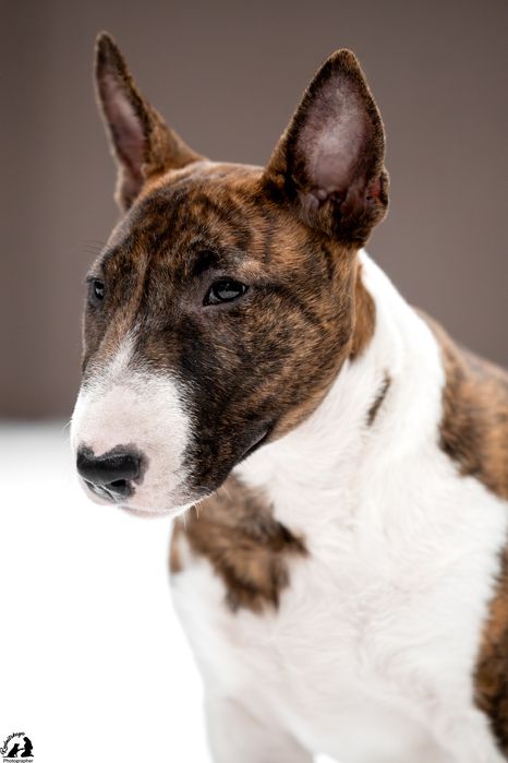 Мініатюрний бультерьер/минибуль