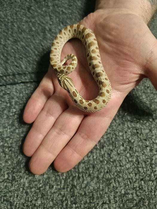 Heterodon Zachodni Parka