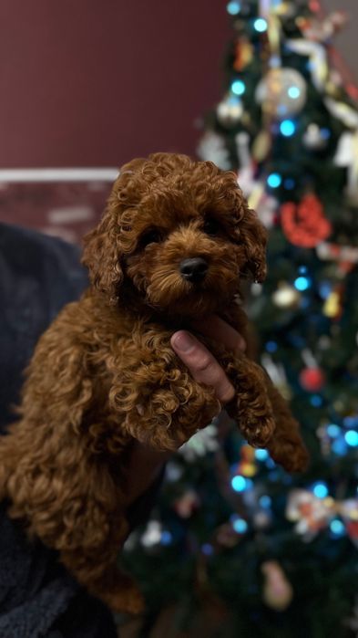 Кукольный Той пудель, темный Red Brown, Китай