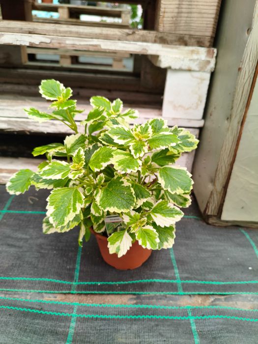 Incenso - planta em vaso