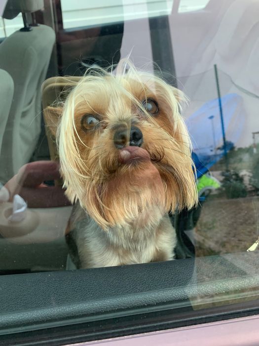 Cão Yorkshire para acasalar