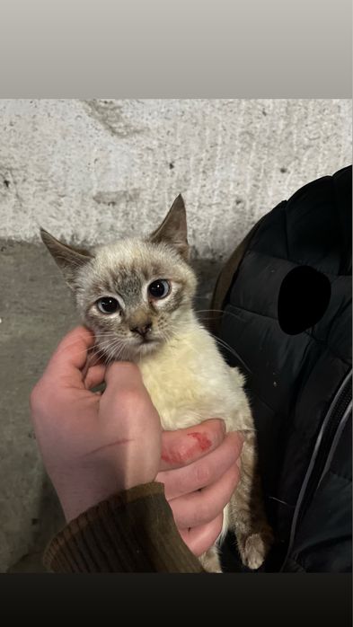 Котенята шукають дім !