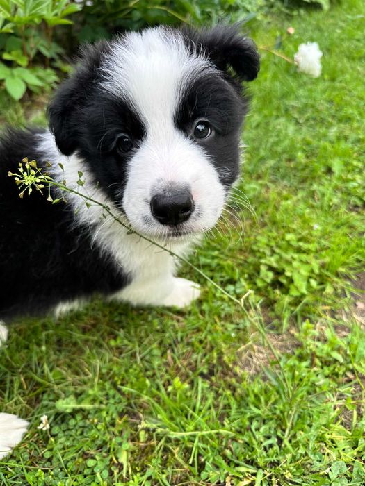 border collie blue merle