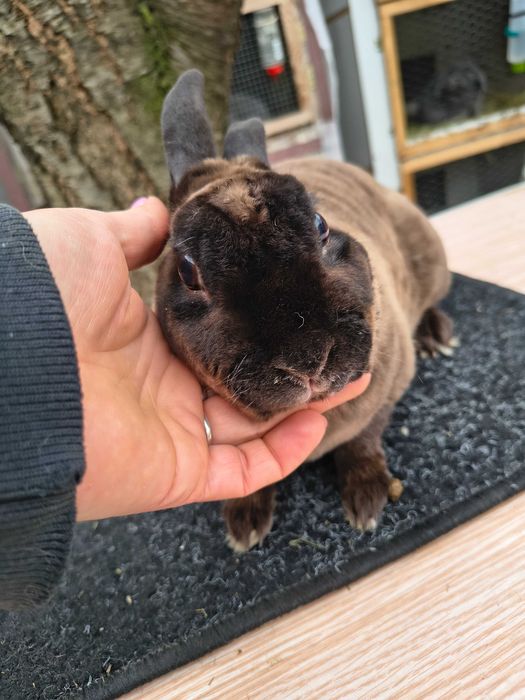 Mini rex kuna brazowa para