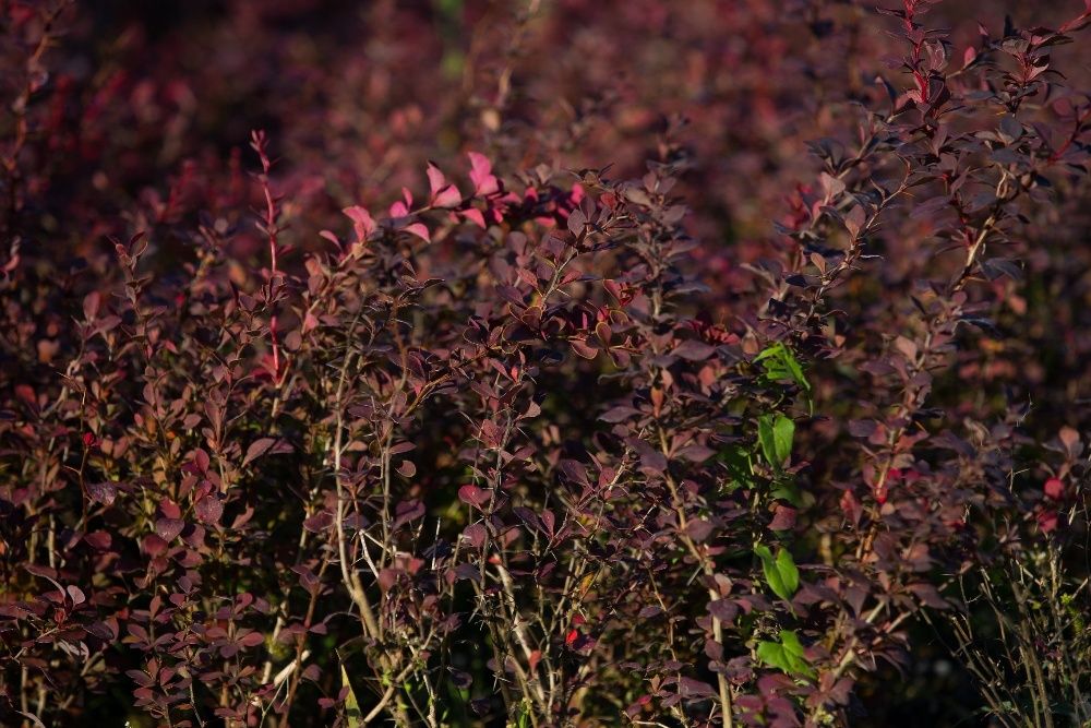 Berberys Thunberga odm. Czerwonolistna 20-30 cm, donica 3l