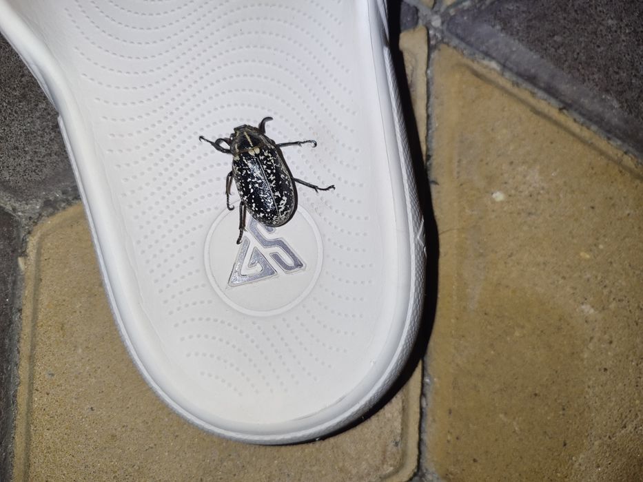 Продам мармурового хруща