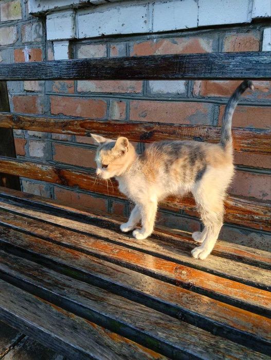 Кошенята в добрі руки