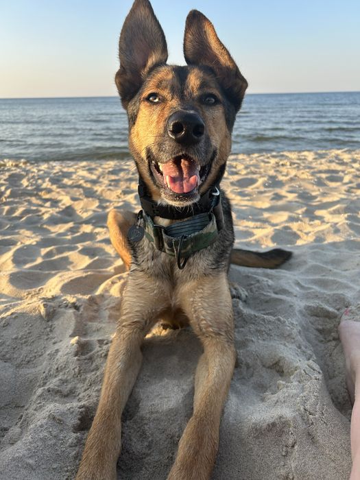 Pies w typie owczarka (adopcja)