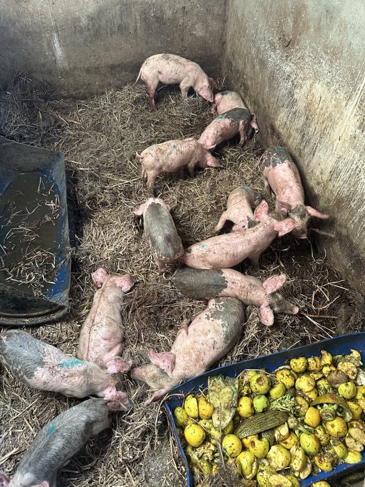 Porcos bissaros para venda