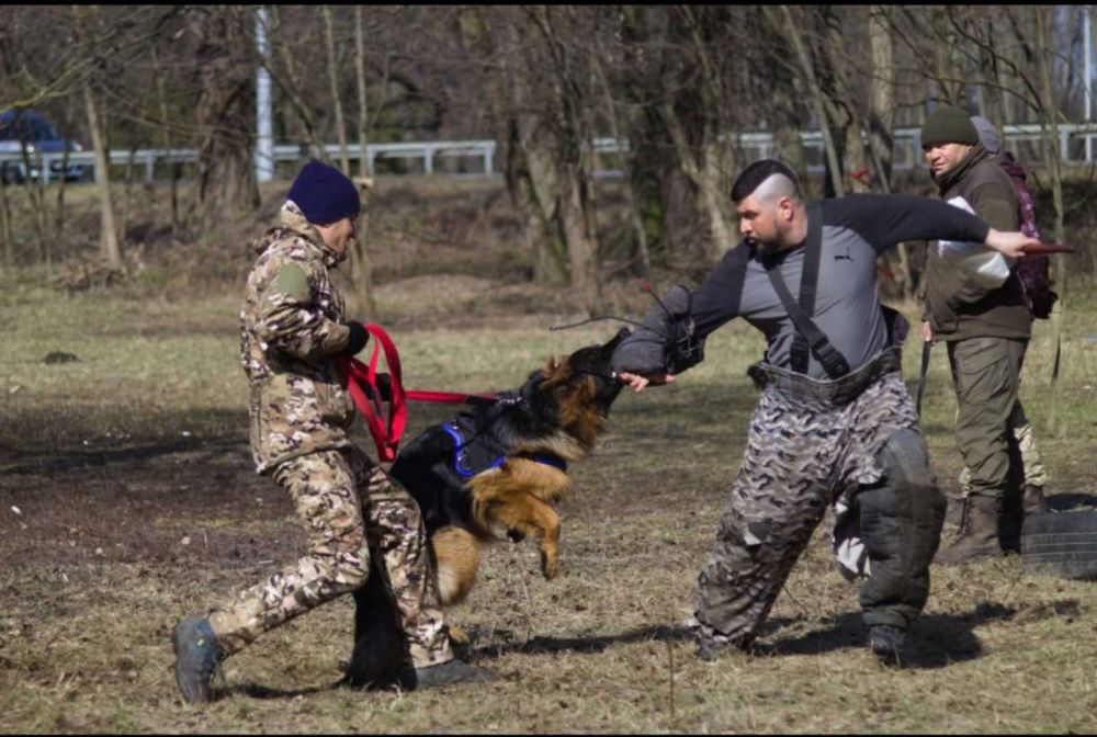 Кінолог-інструктор: Професійна підготовка, захист та послух