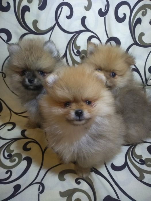 Мини померанский шпиц.