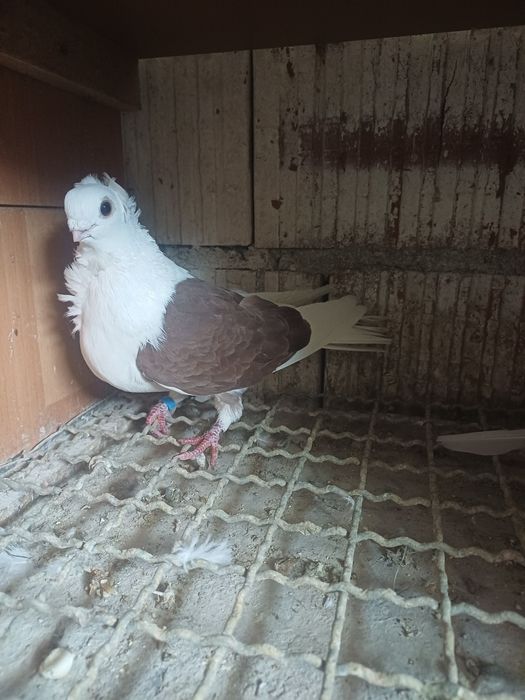 Gołębie ozdobne łysek i mewka