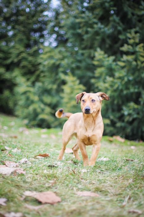 Smuti - młoda sunia w typie jamniczka filmik