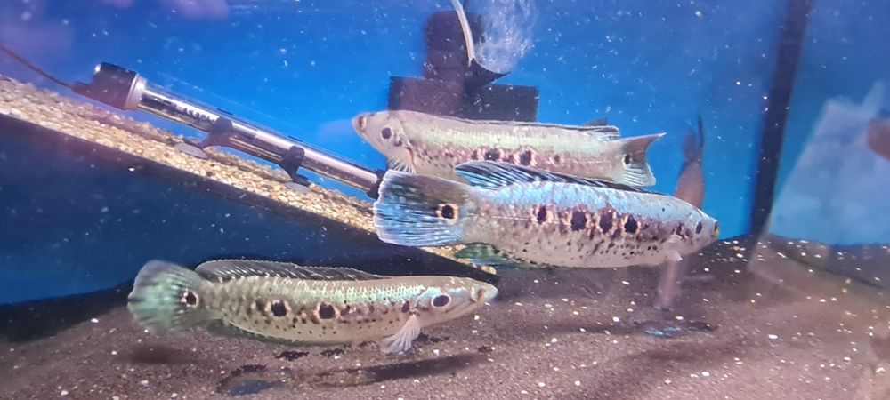 Wężogłów pawi 25 cm