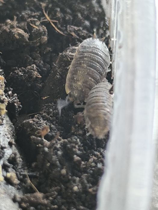 Prosionek porcellio scaber