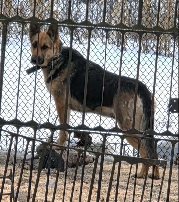 -ро щенят від мамки овчарки2