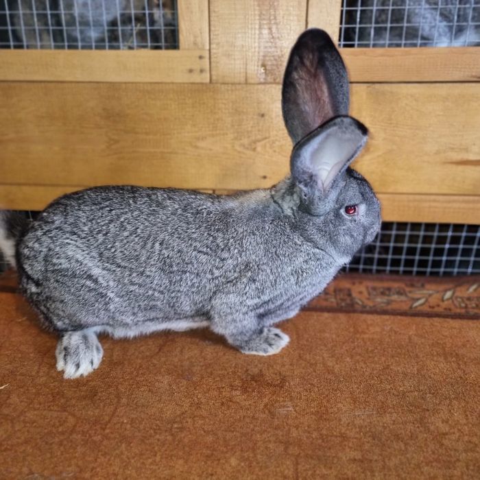 Belgijski olbrzym szynszlowy