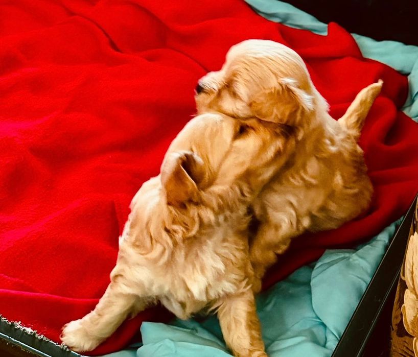 Maltipoo suczka, pudel toy-maltańczyk badania genetyczne