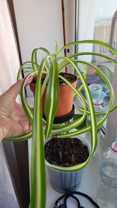 Хлорофитум полосатый очиститель воздуха