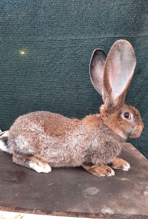 Продам кролики  разные виды