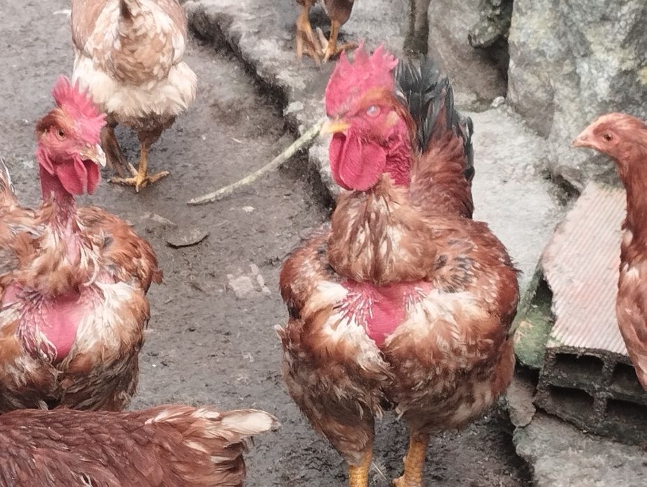 Galos criados em liberdade