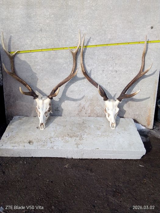 Продаю рога оленя