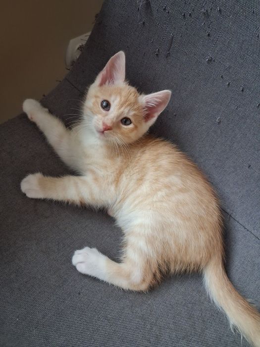 Do adopcji za darmo